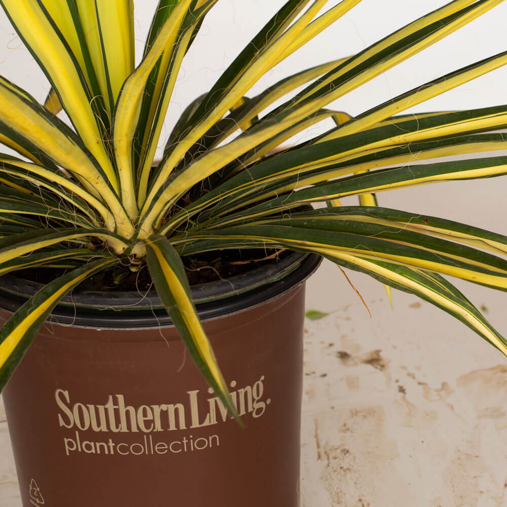 Color Guard Yucca | Shop Online – Plants by Mail