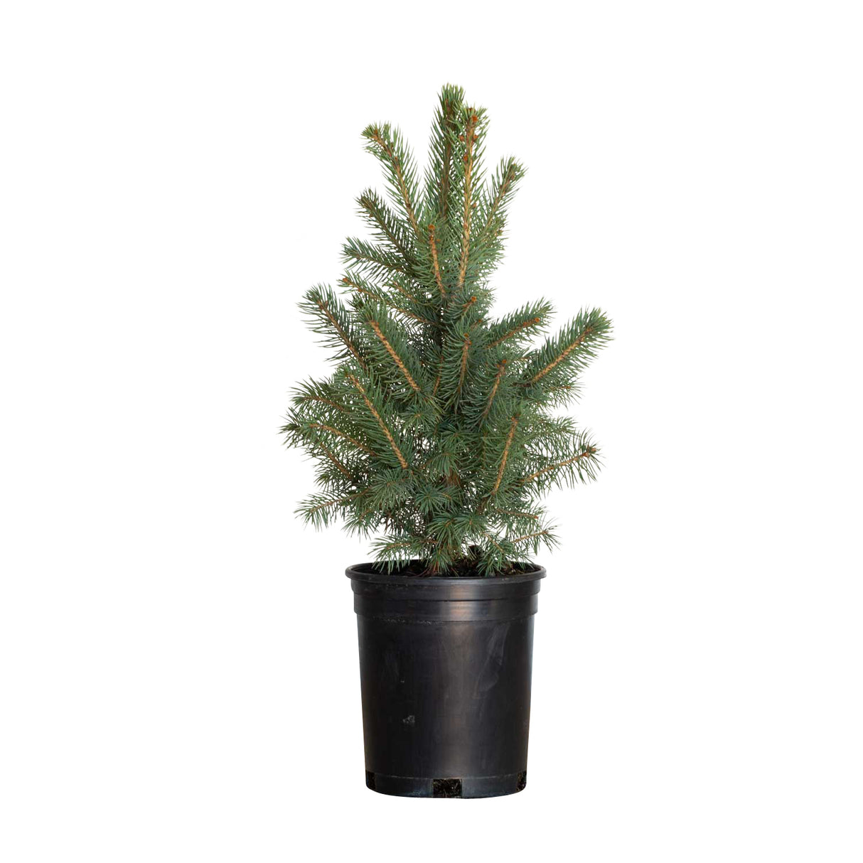 spruce plants Baby Blue Colorado Spruce