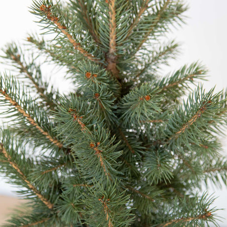 pyramidal growth habit blue green evergreen foliage cold hardy