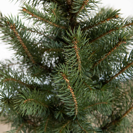 baby blue spruce tree