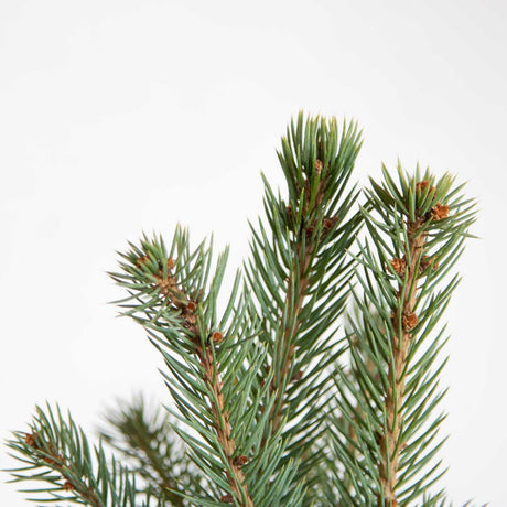 silvery blue needles on light brown woody stems