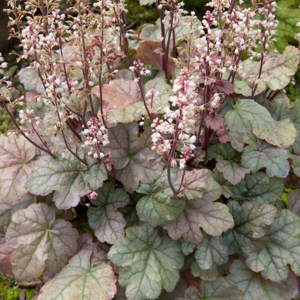Southern Living Plant Collection Heucherella