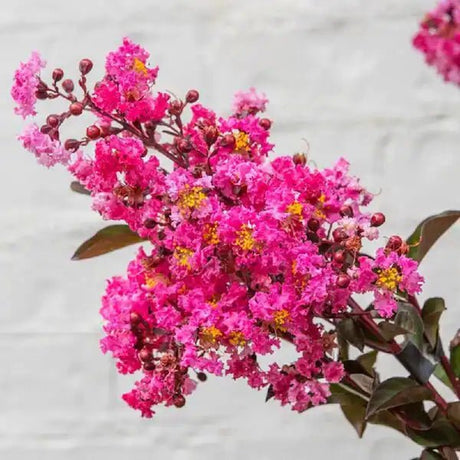 Delta Fusion Crepe Myrtle Pink Flower Closeup in front of white brick wall