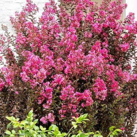 Delta Fusion Crepe Myrtle Tree with pink flowers and burgundy leaves