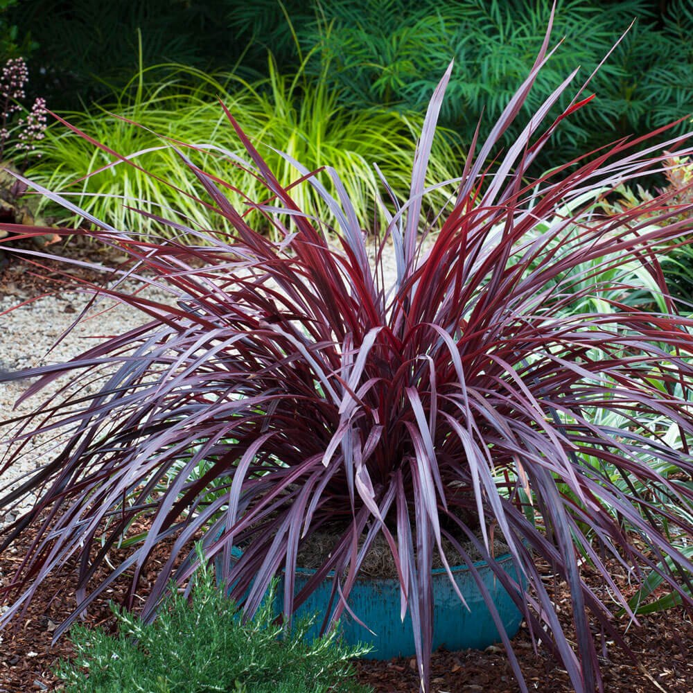 Design-A-Line Cordyline