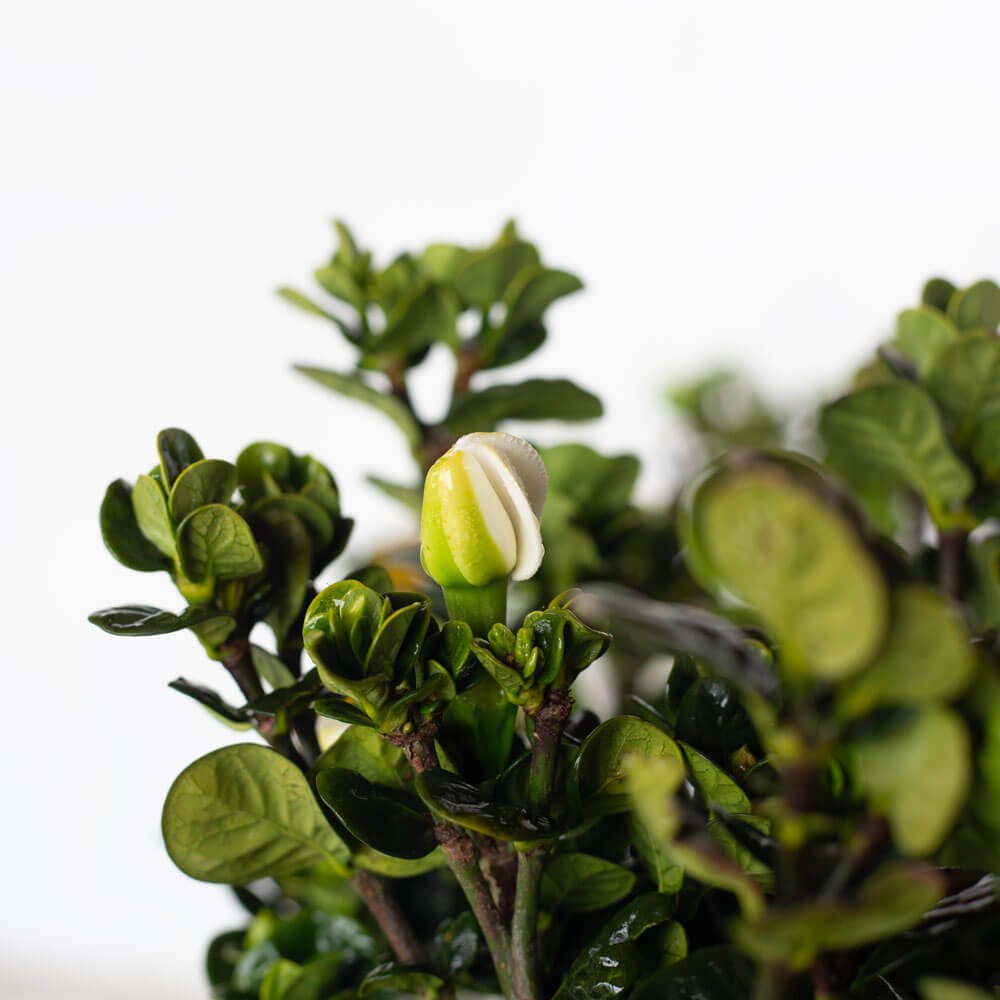 white flower bud surrounded by small evergreen leaves on the diamond spire gardenia plant
