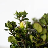 white flower bud surrounded by small evergreen leaves on the diamond spire gardenia plant