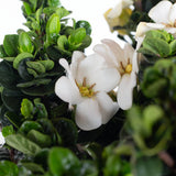 potted gardenia diamond spire plant