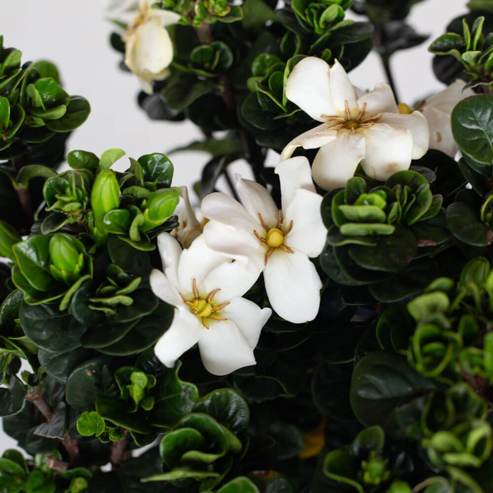 Southern Living Diamond Spire Gardenia