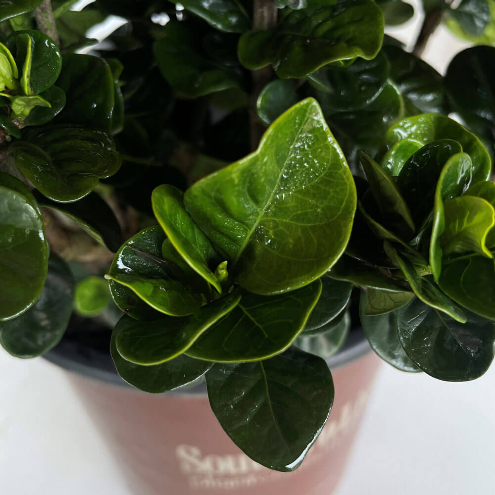 closeup of round foliage on the white gardenia tree diamond spire gardenia