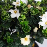unique evergreen leaves on the diamond spire gardenia from southern living plants