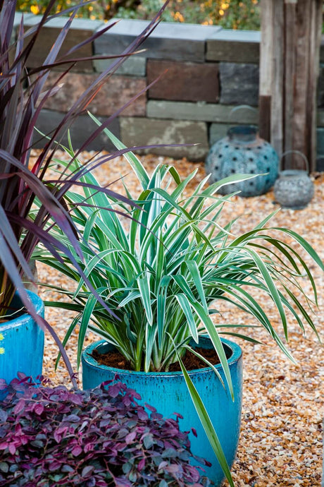 Variegated Dianella Silver Streak Flax Lily potted plants in blue containers on a pebble ground with a stone wall in the background