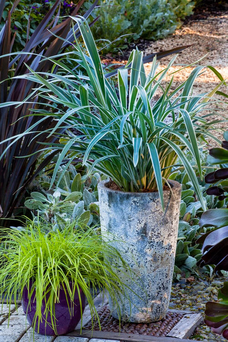 Potted plants in a garden setting with a rustic pot and green foliage featuring Silver Streak Dianella flax lily plants and Everillo Carex Grass