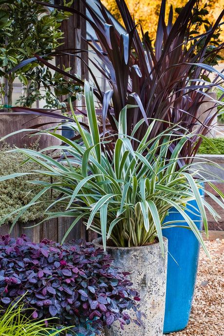 Decorative planters with green, purple, and plants in a garden setting. Featuring Flax Lily Silver Streak Dianella Variegated Perennial Grass Plants