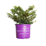 3 gallon coppertone distylium for sale with green foliage in a purple first editions pot on a white background