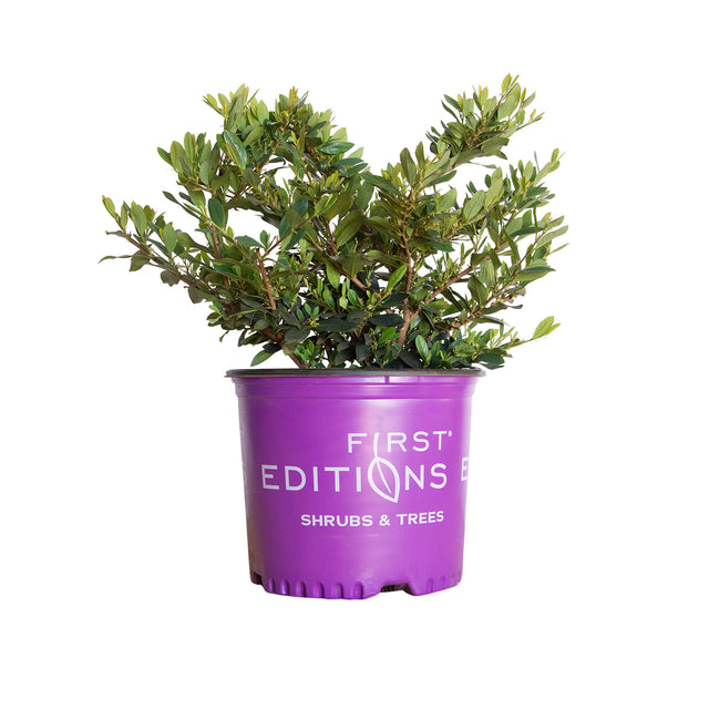 3 gallon coppertone distylium for sale with green foliage in a purple first editions pot on a white background