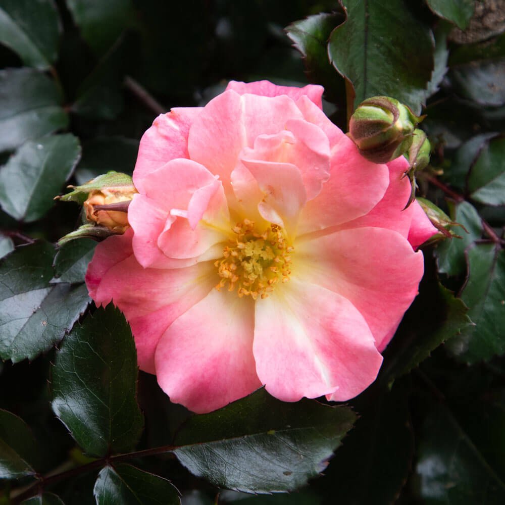 Peach Drift Rose