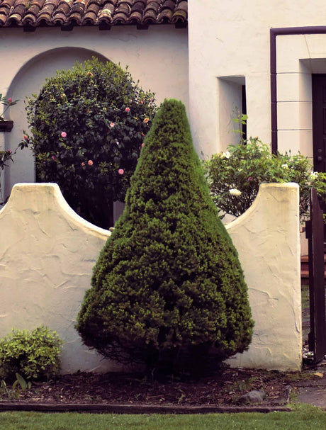 dwarf alberta spruce tree landscape