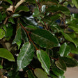 green leaves spotted with tiny silver spots on woody brown stems