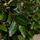 green leaves spotted with tiny silver spots on woody brown stems