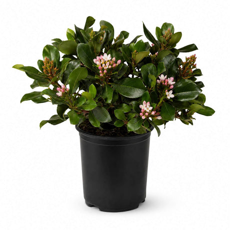 Eleanor Taber Indian Hawthorn with green foliage and soft pink flowers in a black container