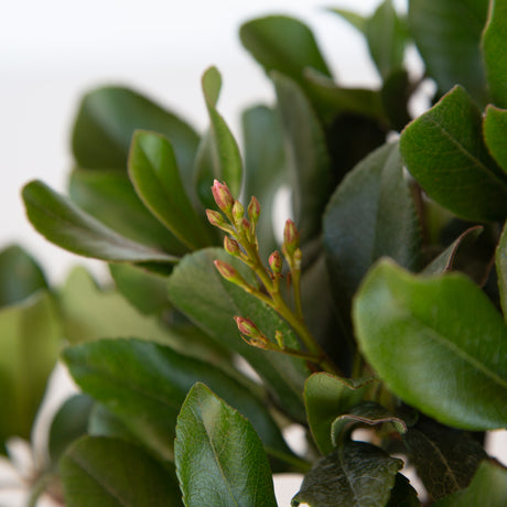 Eleanor Taber Indian Hawthorn bush for sale with tiny flower buds and evergreen foliage