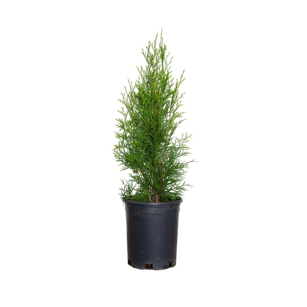 Emerald Green Arborvitae 2.5 Qt