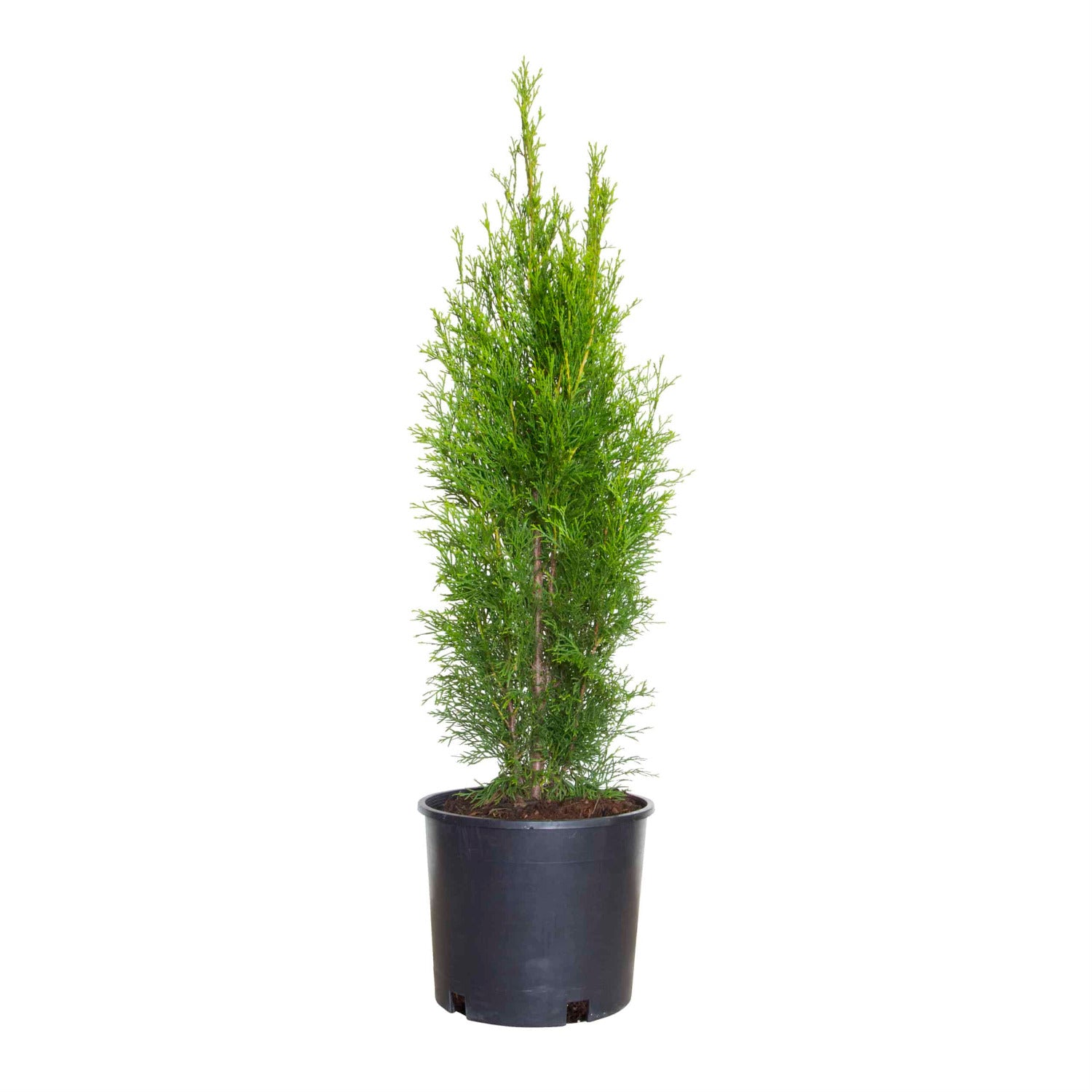 Emerald Green Arborvitae | Shop Online – Plants by Mail