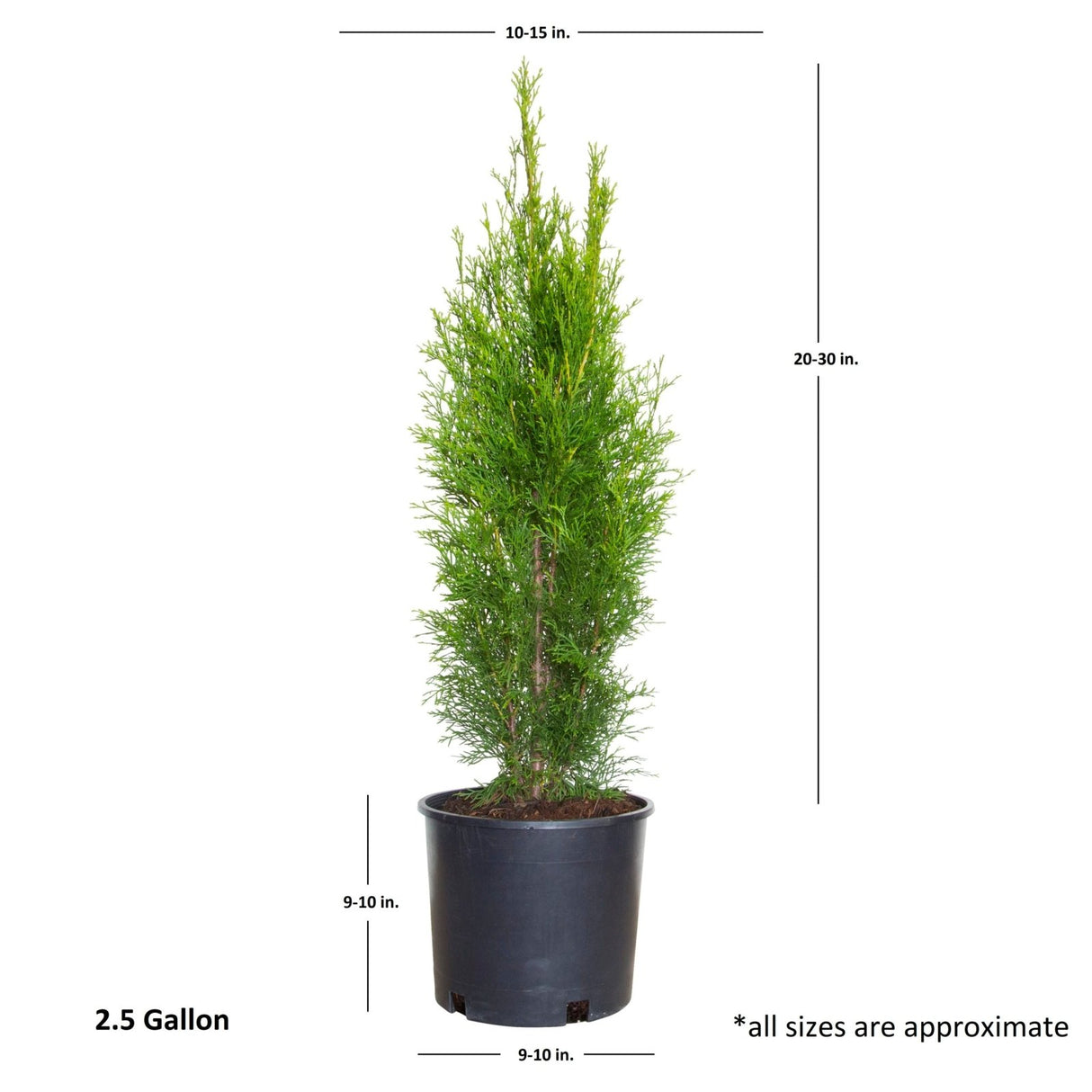 Emerald Green Arborvitae 2.5 Qt