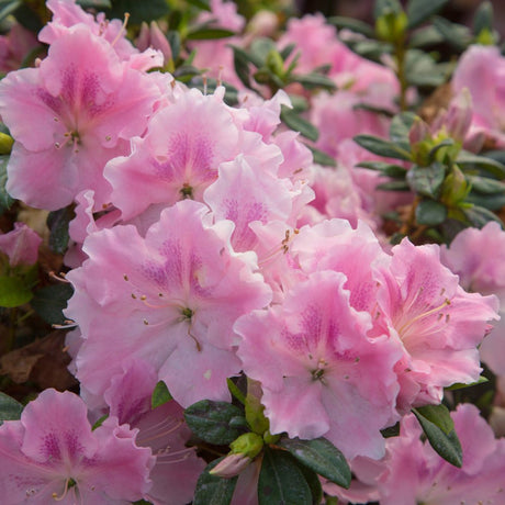 Pink Encore Azalea Autumn Sweetheart bloom
