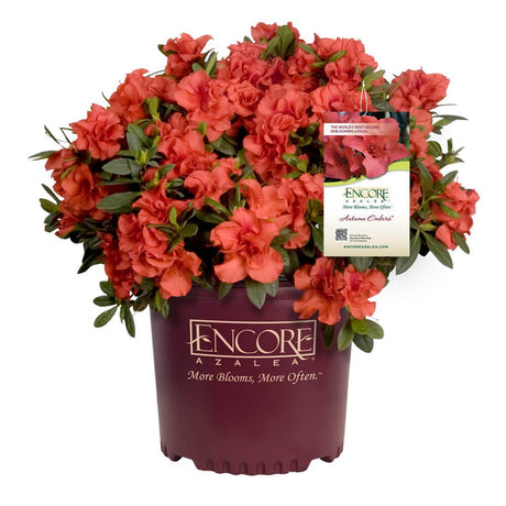 Encore Azalea Autumn Embers for sale with red azalea flowers in an Encore Azalea Container