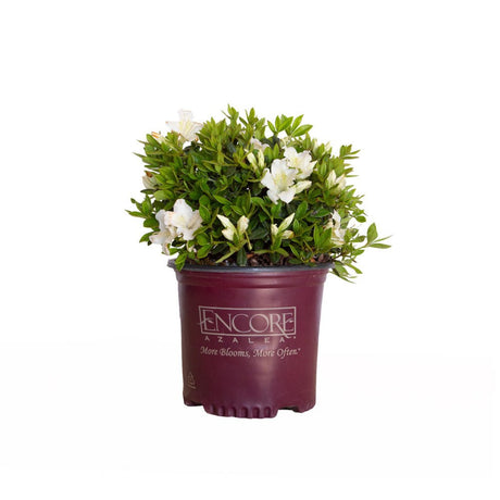 White flowers and evergreen foliage on Encore Azalea Autumn ivory in a 1 gallon maroon Encore Azaleas brand pot on a white background