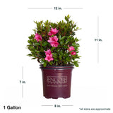 1 Gallon Encore Autumn Empress in purple Encore container showing dimensions