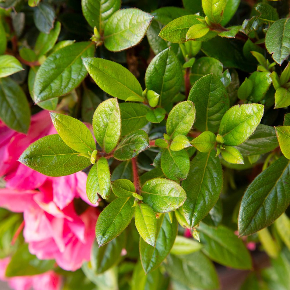 Encore Azalea Autumn Empress foliage