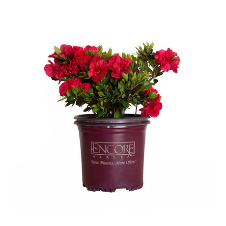 1 Gallon Encore Autumn Fire in purple Encore container