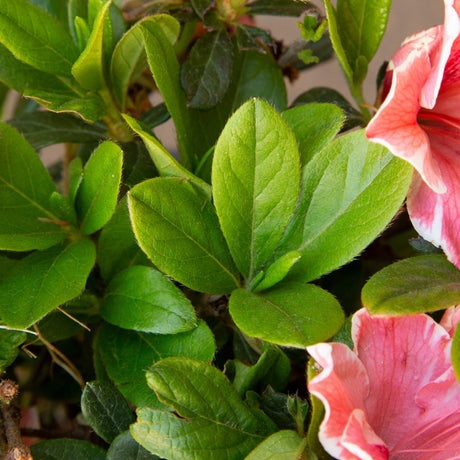 Encore Autumn Sunburst foliage