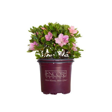 1 Gallon Encore Azalea Autumn Sweetheart for sale with soft pink azalea flowers and evergreen foliage in an Encore Azalea container