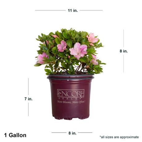 1 Gallon Encore Azalea Autumn Sweetheart with shipped plant dimensions in purple Encore container. Ships at approx 8 inches tall by 11 inches wide