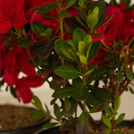Red Encore Azalea Autumn Bonfire Leaves