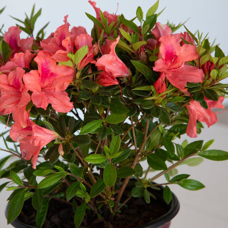 evergreen foliage encore azalea coral