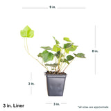 Dimensions of shipped English Ivy plant
