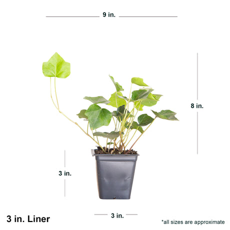 Dimensions of shipped English Ivy plant