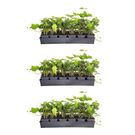 54 Pack of 3" pots of English Ivy for sale with green foliage