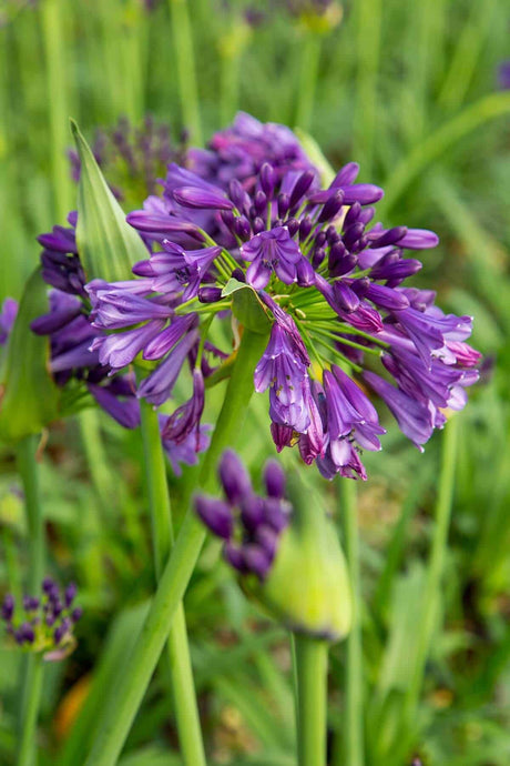 ever amethyst agapanthus bloom