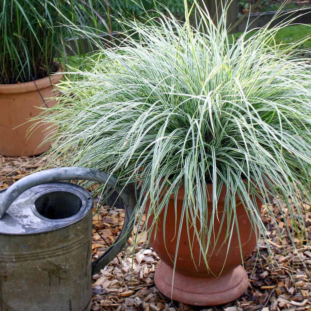 EverColor Everest Carex