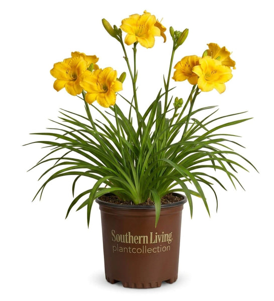 ｌｉｌｙ 　nella. x Garden of eden stella Evergreen Stella Daylily | Available Online PlantsbyMail.com