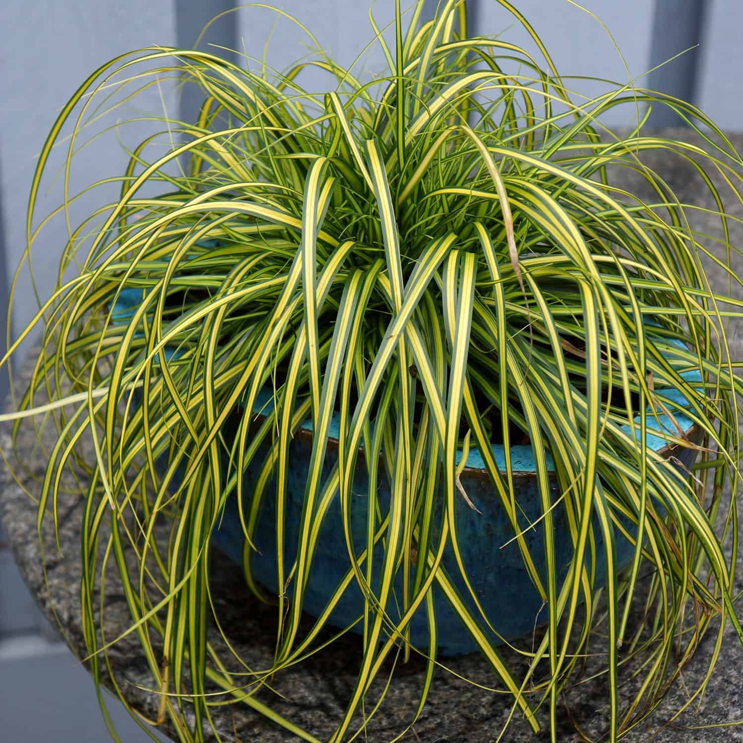 EverColor Eversheen Carex Grass | Shop Online – Plants by Mail