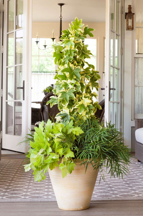 Container Garden with Angyo Star Fatshedera (Hybrid of Fatsia japonica and English ivy), Soft Caress Mahonia, and Green Ipomoea on a modern style porch