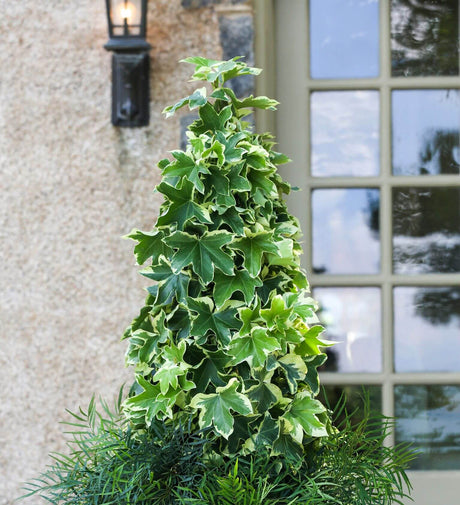 Southern Living Plant Collection's Anygo Star Fatshedera (hybrid resulting from the cross between Fatsia japonica and Hedera helix) used in a front porch container garden 