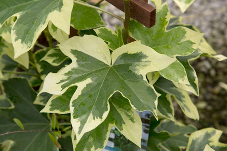 Large variegated green and yellow leaves of the Angyo Star Fatshedera with a blurred background